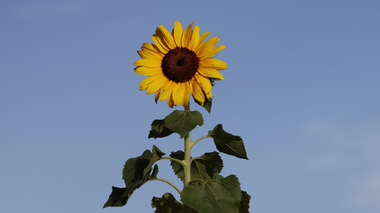 파란 하늘을 배경으로 해바라기의 타임스