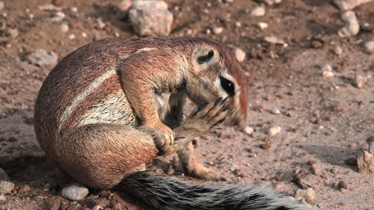 A ground squirrel grooming itself and then playing with a rock