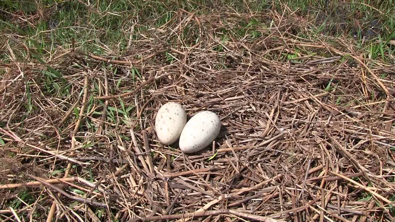 Sandhill crane eggs in a nest