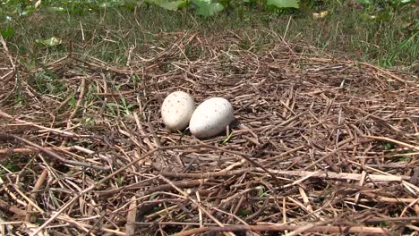 sandhill crane eggs in a nest