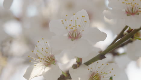close-up of delicate white blossoms