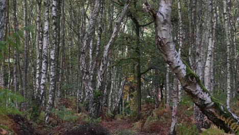 秋天的白樹林 (silver birch forest)