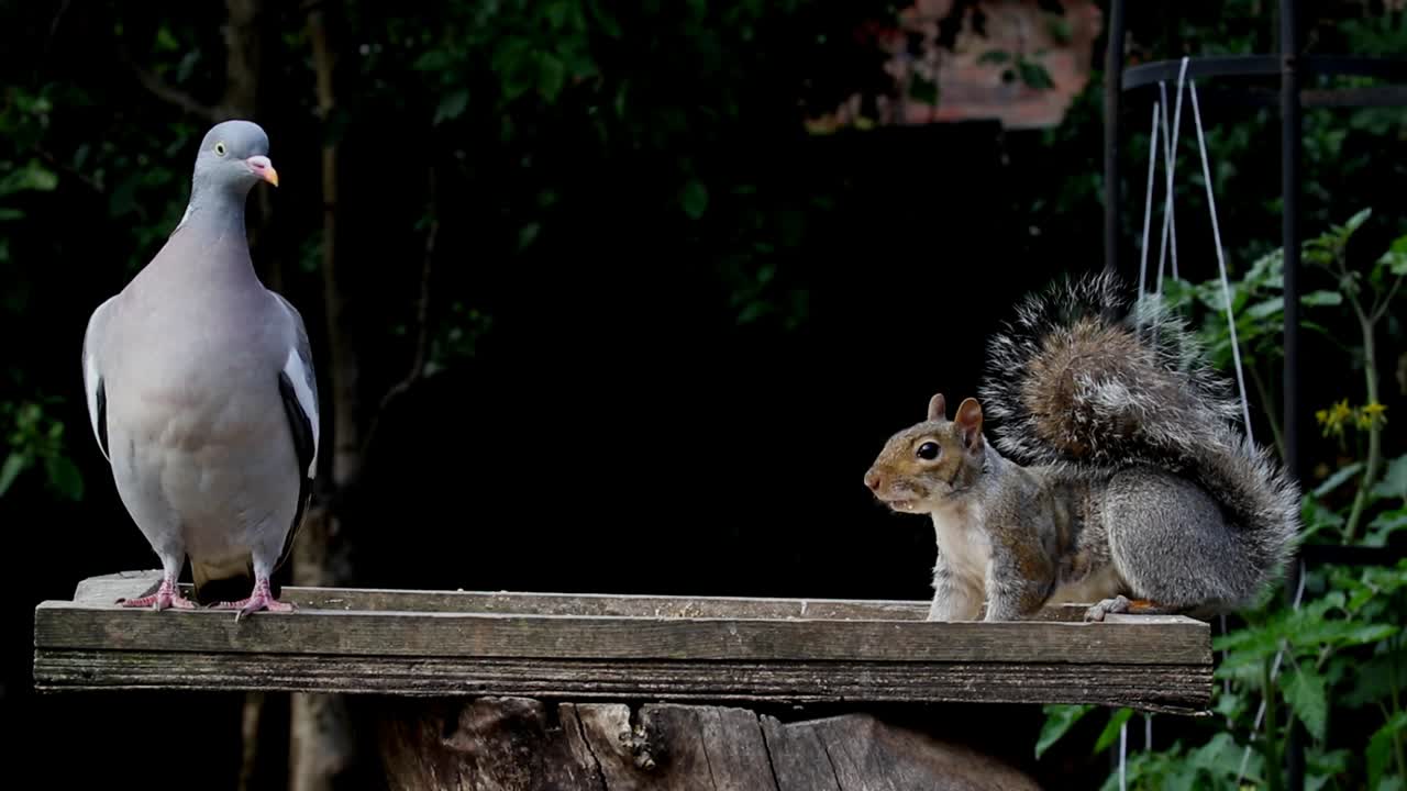 una paloma, columba palumbus, observa nerviosamente desde un extremo de una mesa de pájaros mientras una ardilla gris, sciurus carolinensis, se alimenta en el otro