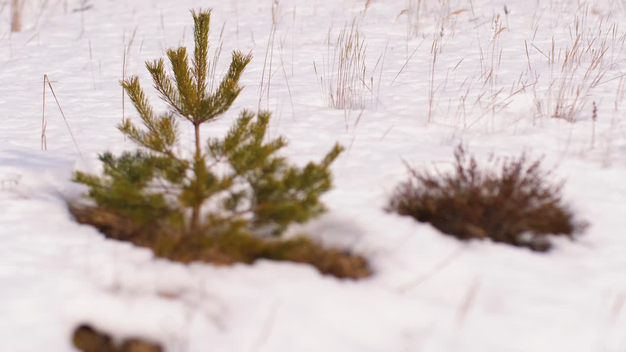 este último traerá al bosque nuevas plántulas de pino
