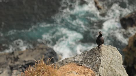 Atlantic-puffin-(Fratercula-arctica),-on-the-rock-on-the-island-of-Runde-(Norway).