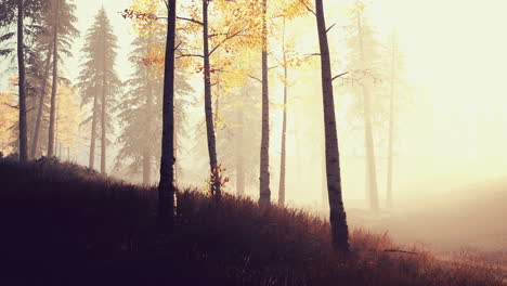 Sunrise-fog-in-birch-tree-forest