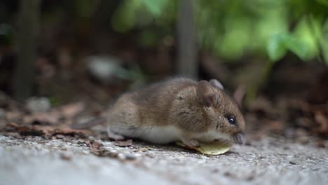 4k clouse up mouse shoot detaile eating