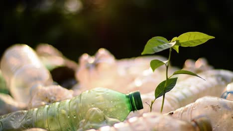 amidst a backdrop of discarded plastic bottles in an urban park, a young plant emerges, symbolizing hope for environmental recovery and highlighting the need for sustainable practices.