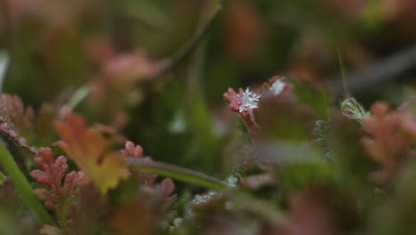 Makro-Nahaufnahme-Von-Kleinen-Grünen-Pflanzen,-Die-Im-Herbst-Leuchtend-Rot-Werden