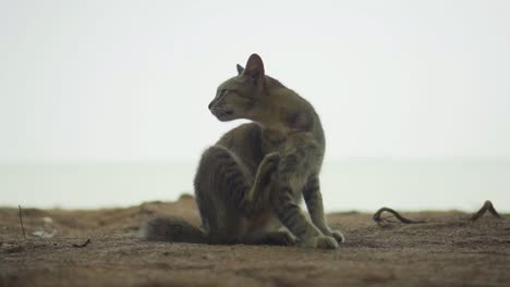 獅子像貓在沙灘上發<unk>