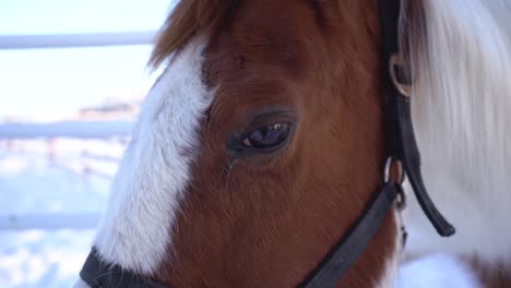 Close-portrait-shot-of-a-horse-moving-his-head-in-slow-motion