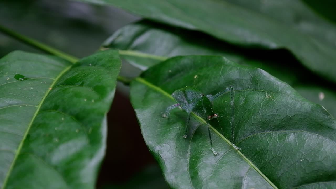 un zoom de este insecto visto desde su espalda mientras descansa sobre una hoja, katydid en la hoja, parque nacional kaeng krachan, tailandia