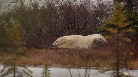 Ein-Eisbär-Wartet-Zwischen-Den-Subarktischen-Büschen-Und-Bäumen-Von-Churchill,-Manitoba,-Auf-Den-Winterfrost