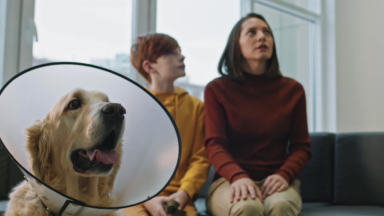 Vet Consultation At Modern Clinic