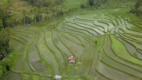 aerial view of the unesco world heritage rice fields at jatiluwih, bali, indonesia on a cloudy day