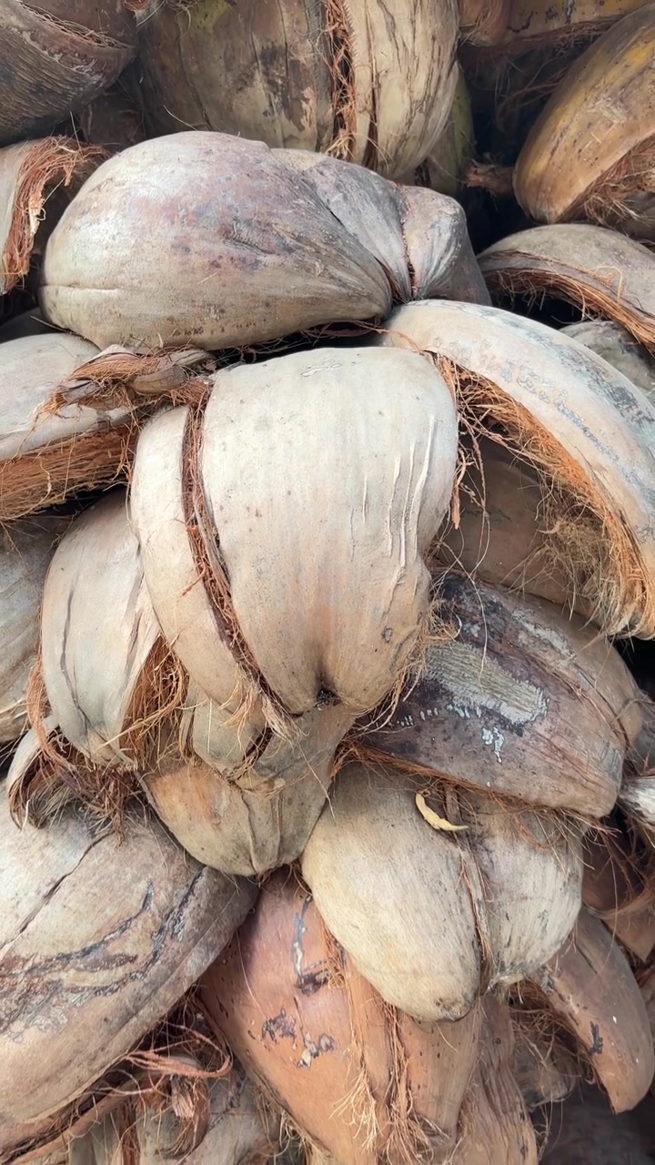 Close-up of Stacked Coconuts with Brown Husks