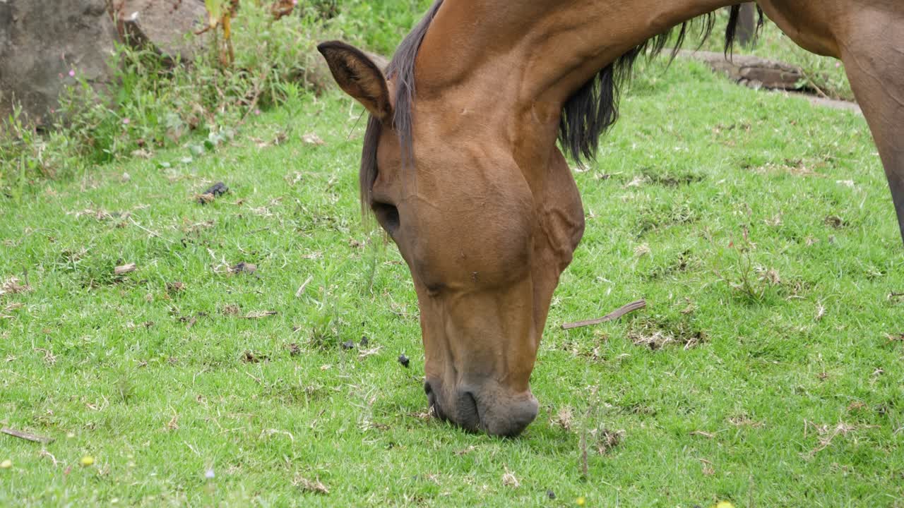 Close up: Beautiful Bay Horse with missing eye grazes green grass