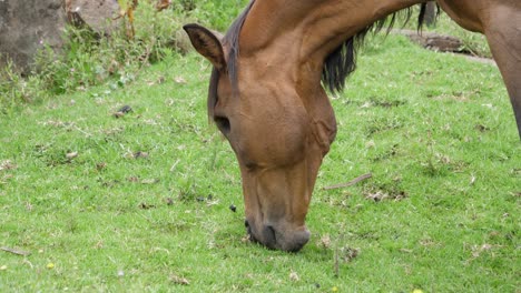 close up: beautiful bay horse with missing eye grazes green grass