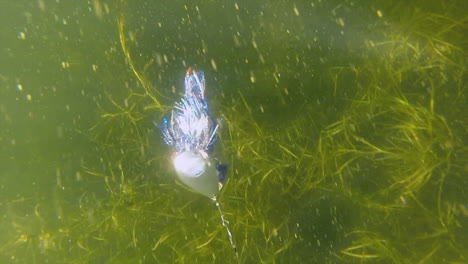 Top-view-of-blue-and-silver-bucktail-fishing-lure