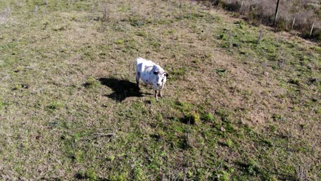 Aerial-view-of-a-cow-in-the-field-with-trees-in-the-background-on-a-sunny-day