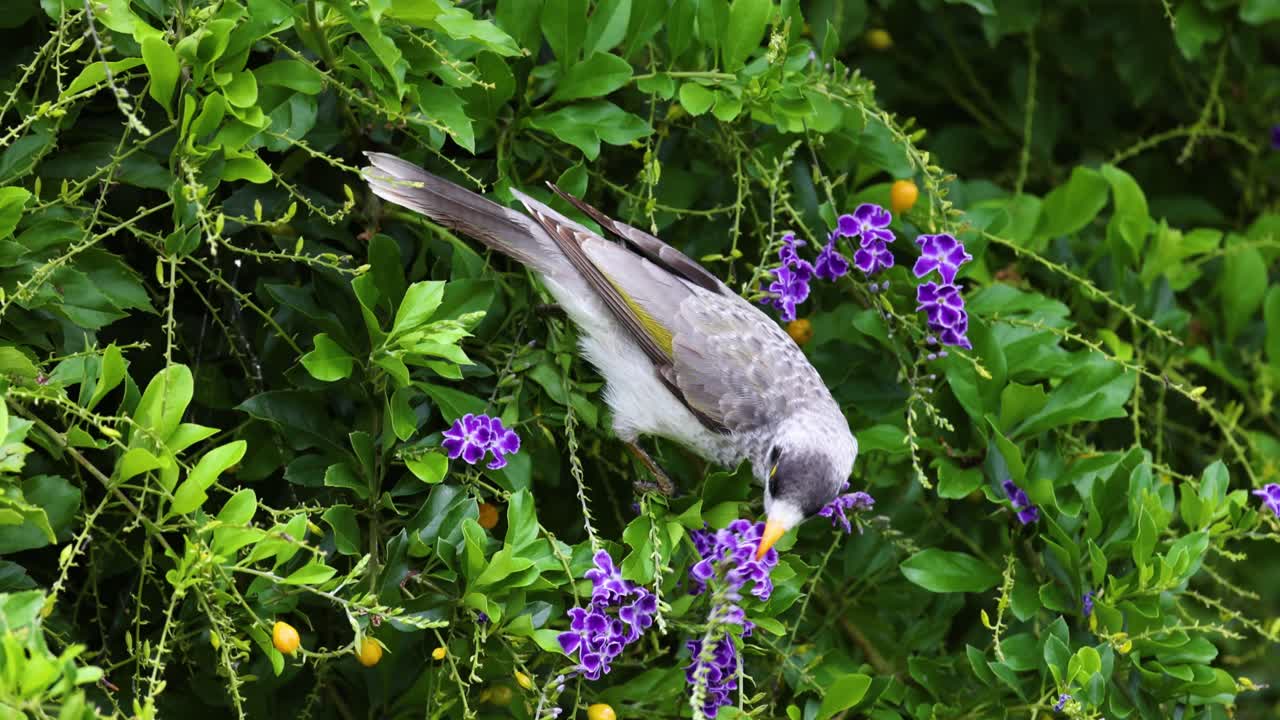 보라색 꽃 사이에서 을 먹는 새.