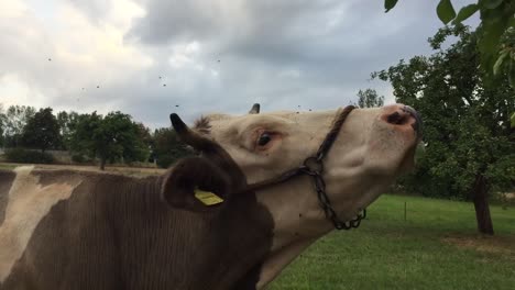 a brown-white cow eating leaves of a tree