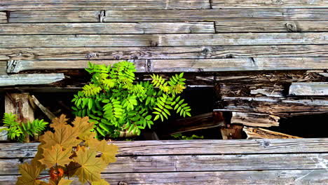 small maple tree and rowan sapling grow through gaps in rotting wooden boards of an abandoned structure