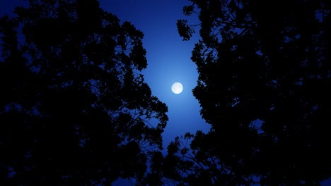 drive through an alley of chestnut trees on a night with stars and moon, low angle view, 4k