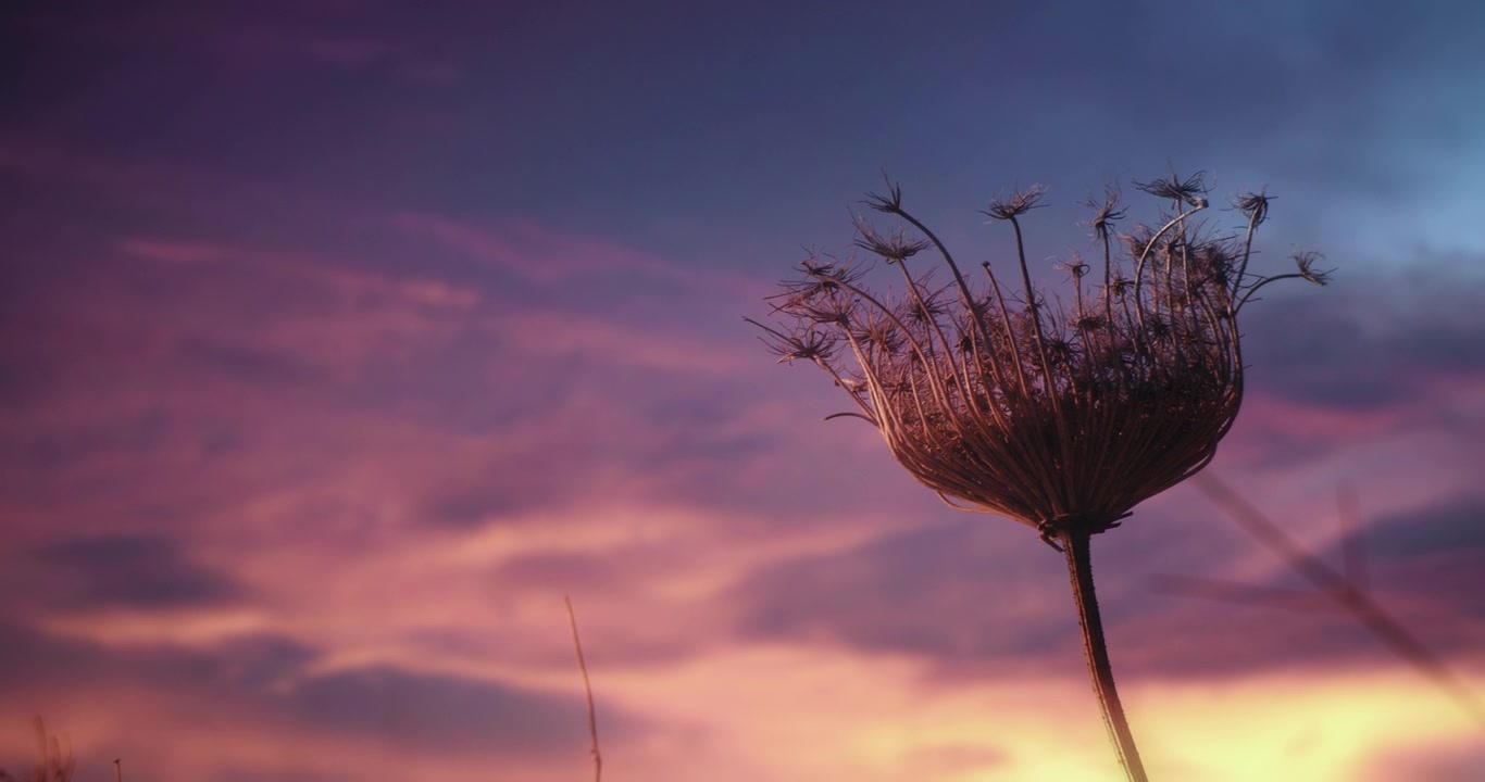 Close up of hogweed plant against a magical background of purple-blue sky at sunset