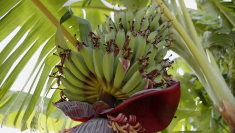 Green-banana-fruit-growing-on-vibrant-palm-tree-in-Cyprus,-motion-view