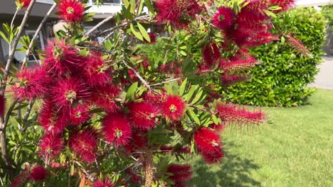 Bottlebrush-swaying-in-the-wind