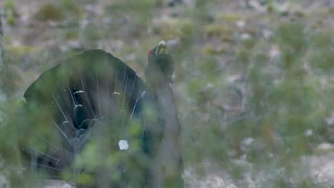 Male-western-capercaillie-roost-on-lek-site-in-lekking-season-close-up-in-pine-forest-morning-light