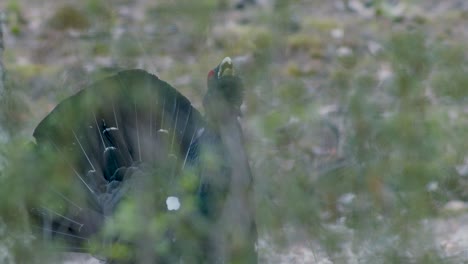 male western capercaillie roost on lek site in lekking season close up in pine forest morning light