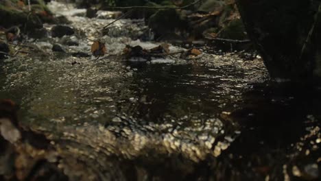 cinematic shot of flowing stream in autumn