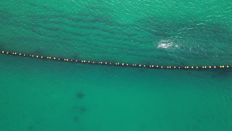 Drone-birds-eye-of-sportive-swimmer-in-sea-along-protective-buoy-net-in-Western-Australia---Protection-against-shark-attack