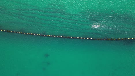 pájaros no tripulados ojo de nadador deportivo en el mar a lo largo de la red protectora de boyas en australia occidental - protección contra el ataque de tiburones