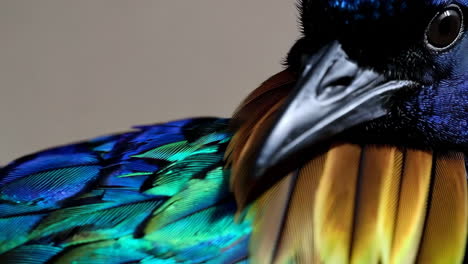 close-up of iridescent bird feathers