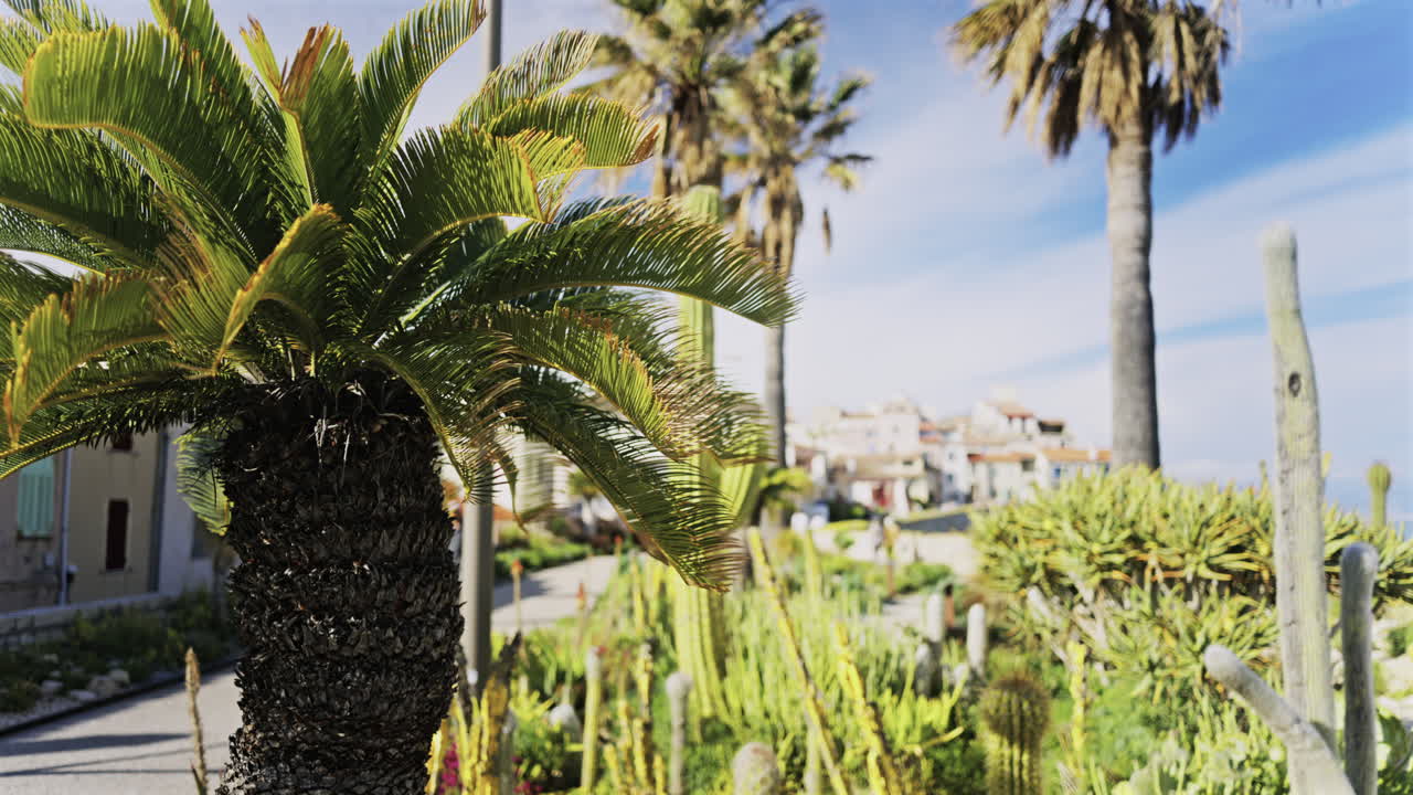 Multiple palm trees and cacti in a small garden with a blurred background of the buildings in Antibes, France