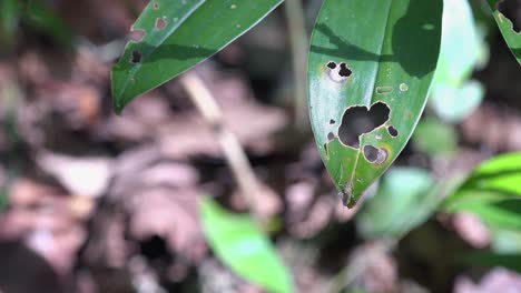 Medium-Shot-of-a-Mosquito-Sitting-on-a-Leaf