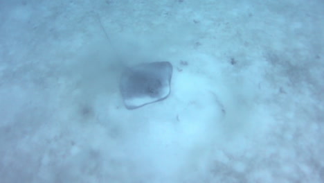 Underwater-Diver-POV-looking-down-a-stingray-on-the-sea-bed-3