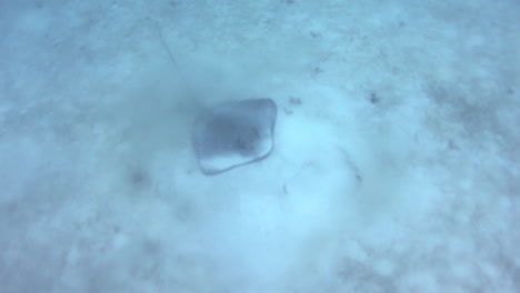 underwater diver pov looking down a stingray on the sea bed 3