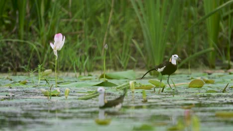captured during calm weather, the jacana explores lily-covered water under soft clouds