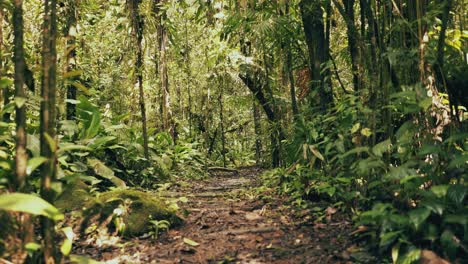 hiker point of view inside a summer green amazon tropical forest in brazil