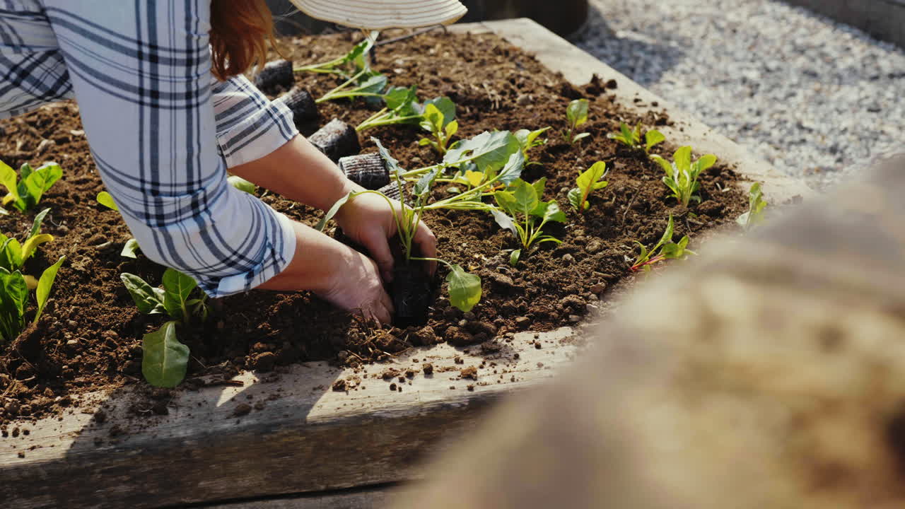 Woman Planting Vegetables in Raised Garden Bed
