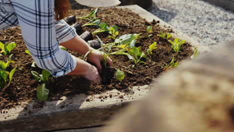 woman planting vegetables in raised garden bed