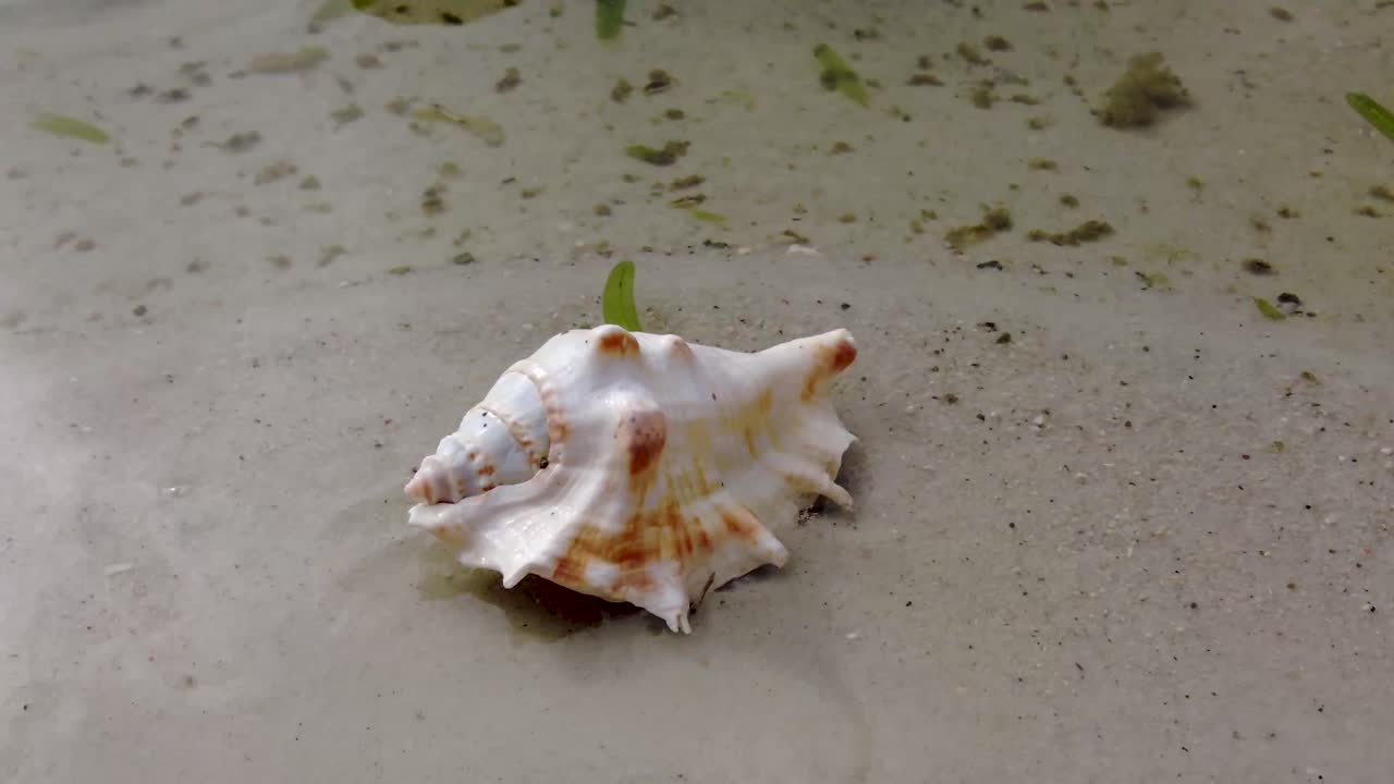 concha de mar blanca en una playa con olas y arena blanca caribeña