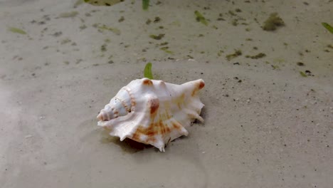 concha de mar blanca en una playa con olas y arena blanca caribeña