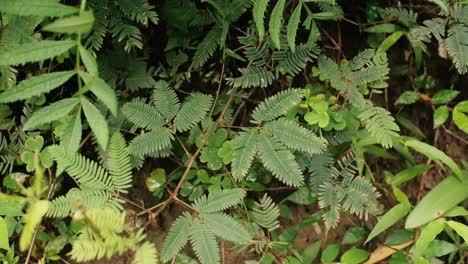 touch me not, mimosa pudica, leaves of a vine blowing in a gentle breeze