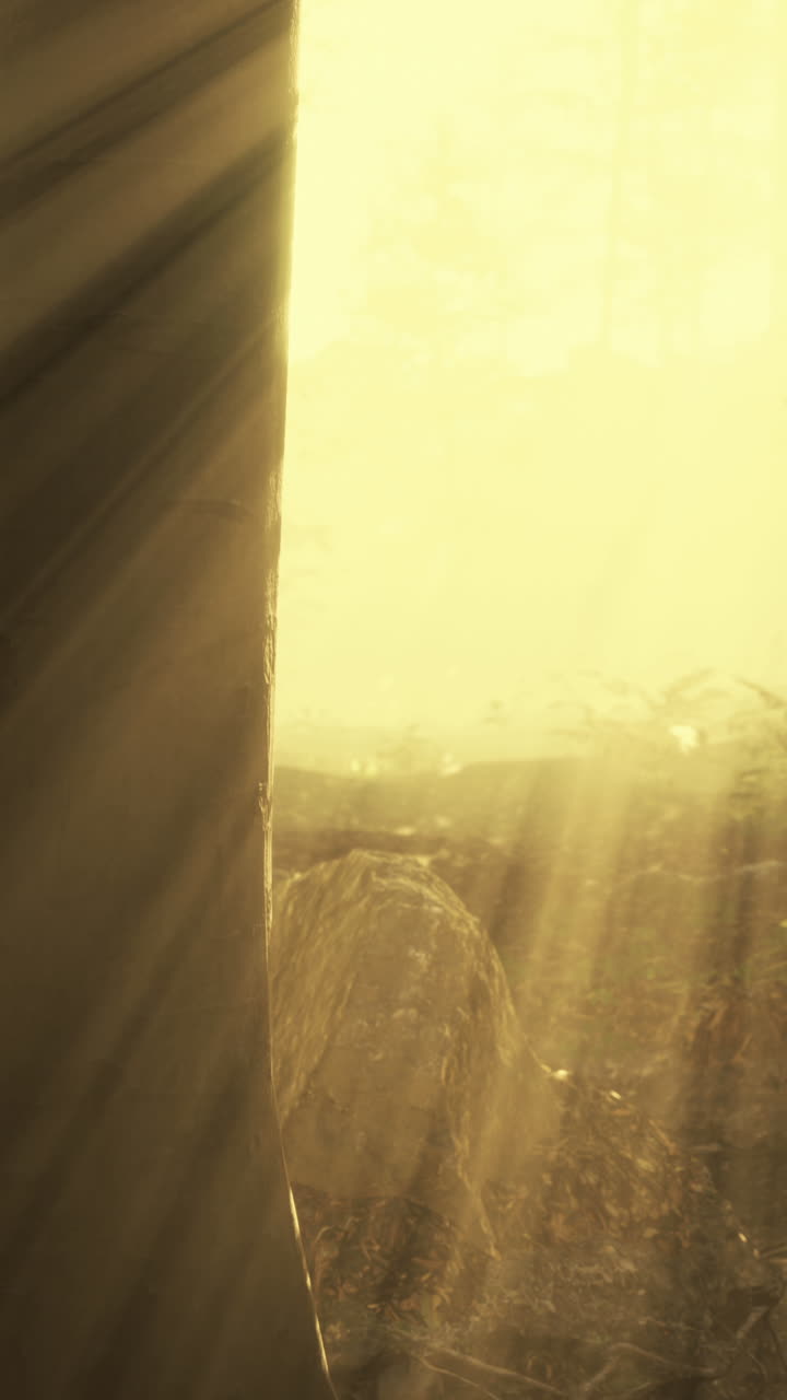 rayos de sol a través del bosque