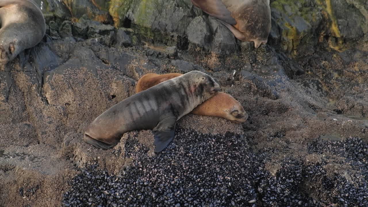 Due adorabili cuccioli di otaria orsina che si coccolano su un'isola rocciosa e un altro che resta indietro